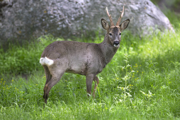 Naklejka na ściany i meble Male roe deer in green background