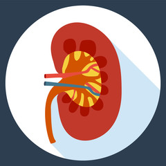 Flat design icon of human kidney anatomy. 