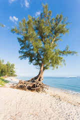 filaos racines à nues sur plage de l'Ermitage, Réunion