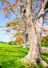 Peacock flower, Caesalpinia pulcherrima flowering in summer.