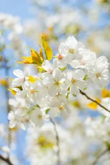Cercles muraux Fleur de cerisier 太白 （タイハク）
