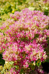 Sedum spectabile Neon © 7monarda