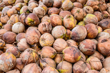 Pile of old brown coconuts on the ground, Thailand.