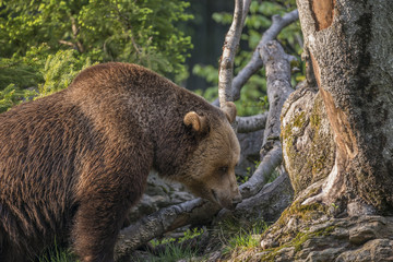 Naklejka premium brown bear - Ursus arctos