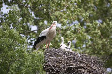 European white stork with chicks in its nest
