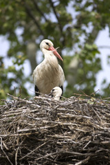 European white stork with chicks in its nest