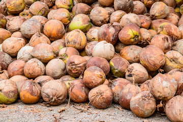 Pile of old brown coconuts on the ground, Thailand.