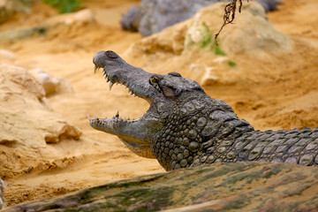 Crocodile
