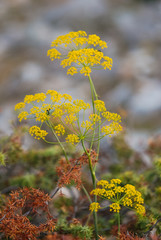 finocchio selvatico (Ferulago campestris)