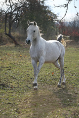 White arabian stallion running
