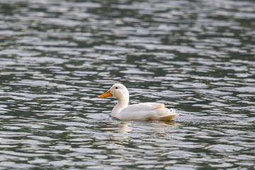 Swimming white domestic duck