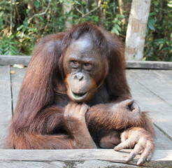 Photo taken in Tanjung Puting National Park, Borneo, Indonesia.