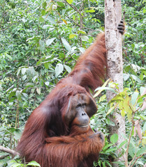 Photo taken in Tanjung Puting National Park, Borneo, Indonesia.