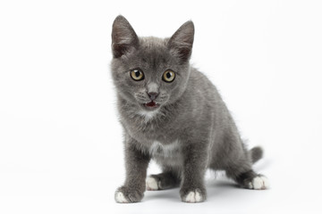 Fototapeta premium Playful Gray Kitty on White Background