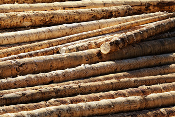 Holzpolter