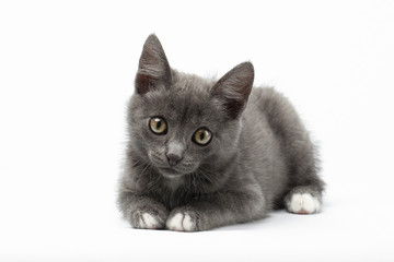 Gray Kitty Lies on White and Looking in Camera