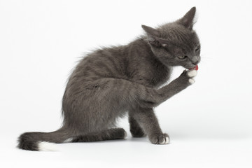 Gray Kitty Licked his Paw on White