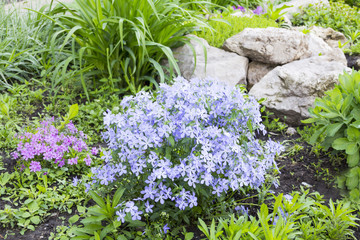 Blue phlox on alpine hill. landscape design