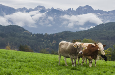 Fototapeta na wymiar cows on a green Alpine meadow