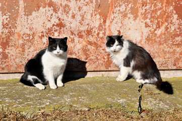 two like each other black and white cats resting in the sun
