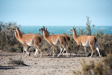 guanaco portrait in Argentina Patagonia