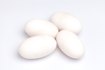 crocodile alligator eggs group white background