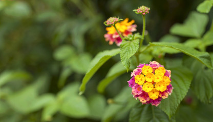 Lantana flower with space on background