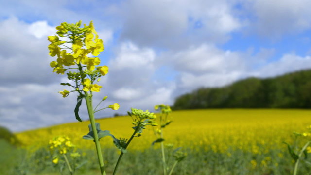 Beautiful Canola Plant in front of a Canola Field