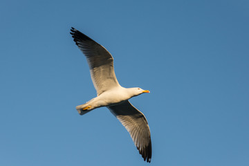 Gabbiano