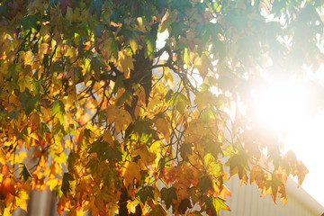 Bright sunburst through leafy tree 