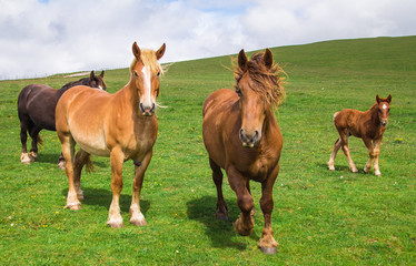 Fototapeta premium Cavalli con la criniera spettinata dal vento