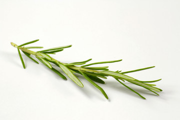 Fototapeta premium romarin 21052015