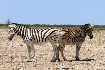 Obraz na płótnie Canvas Couple of zebras