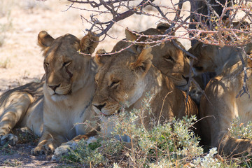 Lions