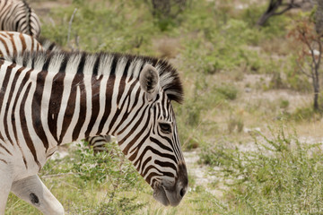 Zebra