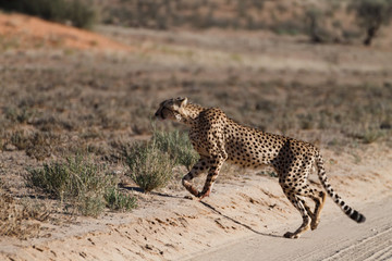 Obraz premium Cheetah