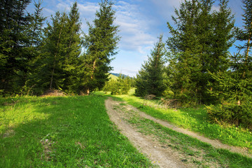 Fototapeta na wymiar Forest Road, Nature Mountain Landscape with Road and Trees