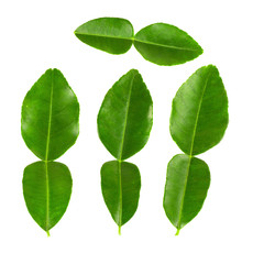 Kaffir lime leaves on white background