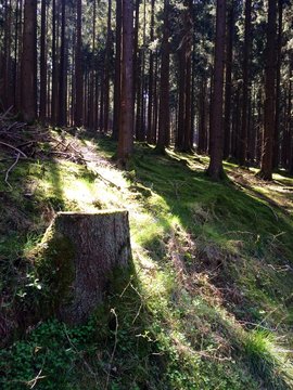 Forrest