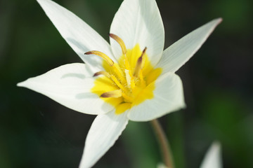 White flower in the garden.