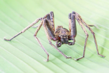 Close up spider , Heteropoda venatoria