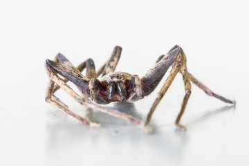 Close up spider , Heteropoda venatoria