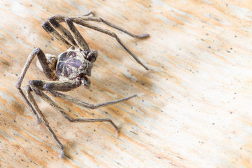 Close up spider , Heteropoda venatoria