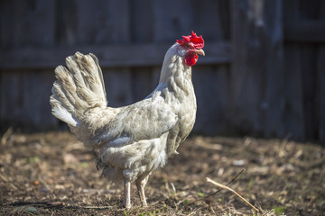 White live chicken outdoors