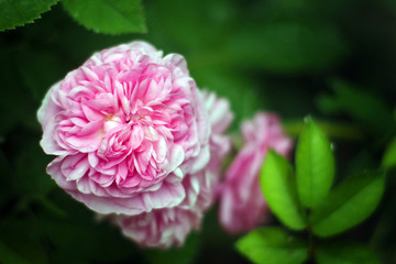 Ancient variety of damask rose 