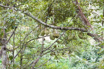 durian trees garden in   phuket Thailand