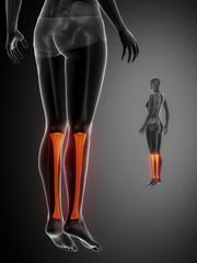 Tibia anatomy medical scan