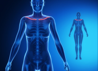 CLAVICLE blue x--ray bone scan