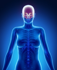 CRANIUM blue x--ray bone scan