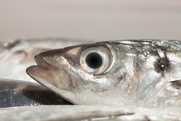 Fish Eye mackerel  ,Close-Up